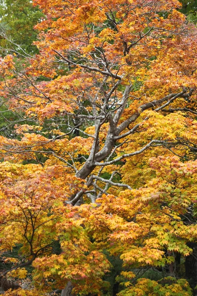 Herbst farbige bäume in hida volksdorf takayama japan — Stockfoto