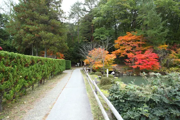 Podzimní barevné stromy v hida lidových vesnice takayama Japonsko — Stock fotografie