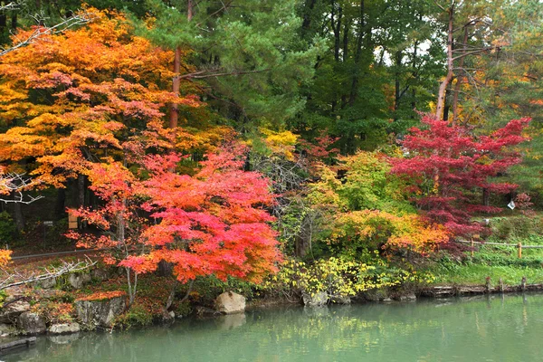 飛騨民俗村高山日本の秋の色の木 — ストック写真