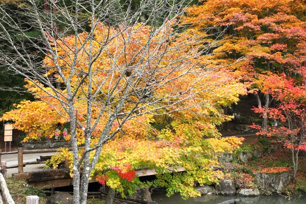 Podzimní barevné stromy v hida lidových vesnice takayama Japonsko — Stock fotografie