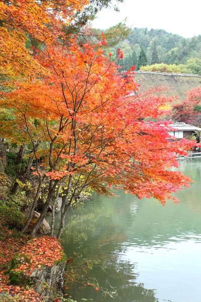 飛騨民俗村高山日本の秋の色の木 — ストック写真