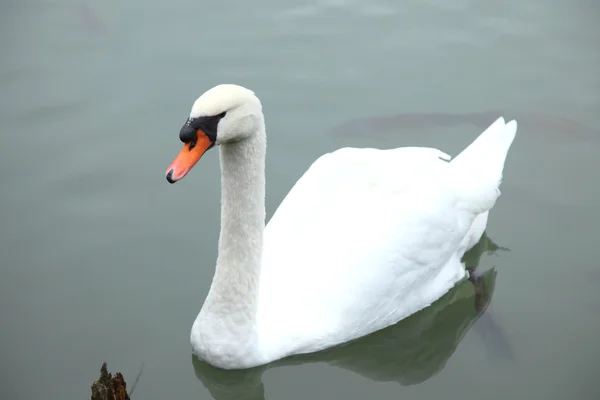 White swan in the water. — Stock Photo, Image