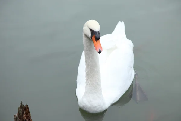 Bílá labuť ve vodě. — Stock fotografie