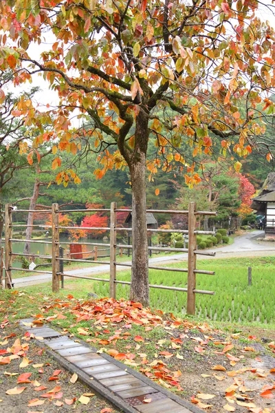 飛騨民俗村高山日本の秋の色の木 — ストック写真