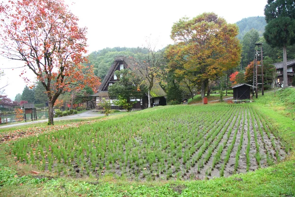 Färgade höstträd i hida takayama japan folk village — Stockfoto