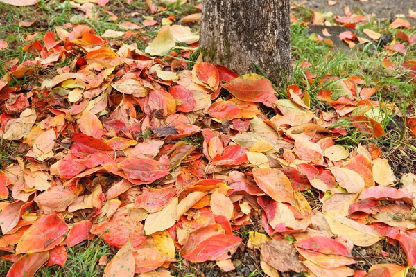 Herbstfarbene Blätter aus nächster Nähe — Stockfoto