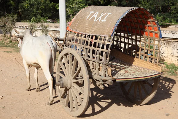 Kráva taxi — Stock fotografie