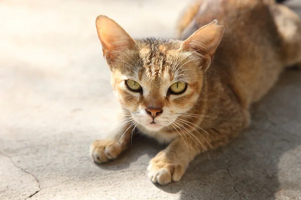 Junge rote Katze — Stockfoto