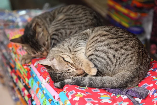 Schlafende Katzen — Stockfoto