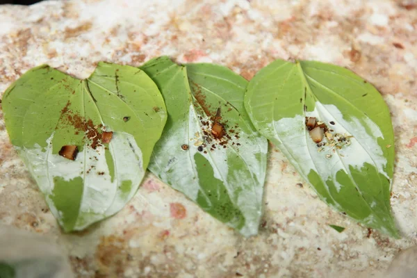 Zásobník betel listí — Stock fotografie