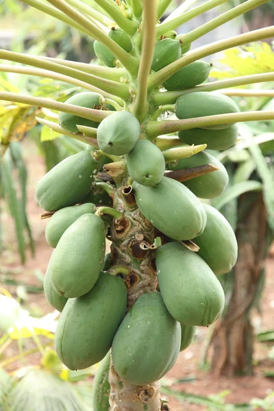 Árbol de papaya — Foto de Stock