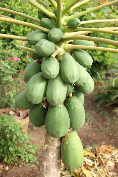 Papaya ağacını — Stok fotoğraf