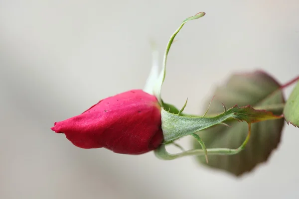 Pink rose — Stock Photo, Image