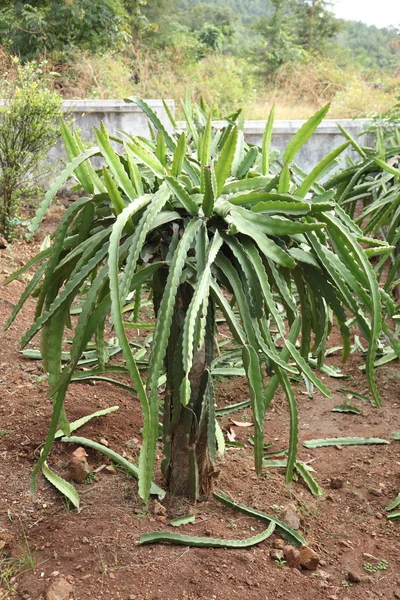 El fruto del dragón —  Fotos de Stock