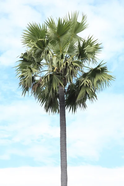 Palm Trees — Stock Photo, Image