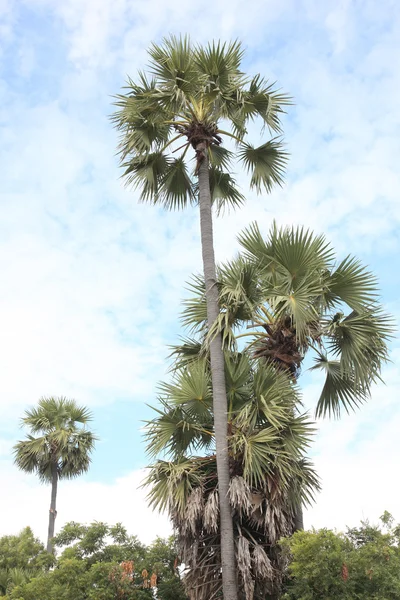 Palm Trees — Stock Photo, Image