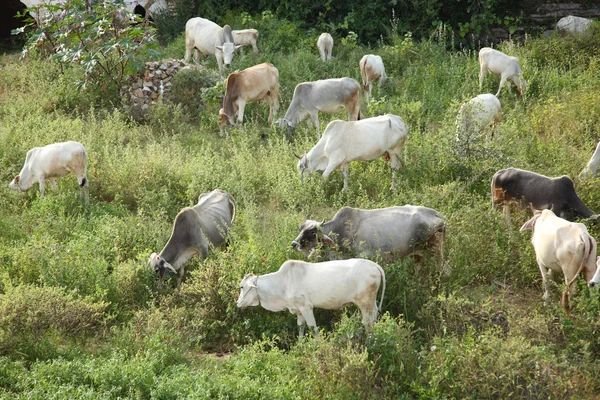 Mucche sul prato — Foto Stock