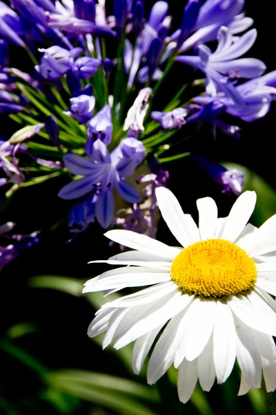 Macro daisy in beautiful garden — Stock Photo, Image