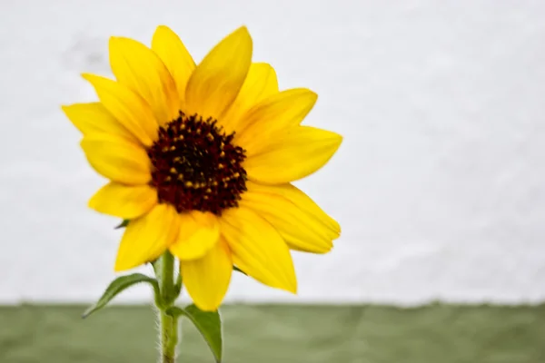 Girasol macro Imagen De Stock