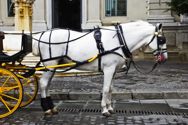 Horse carriage waiting in seville — Stock Photo, Image