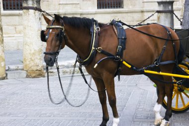 Horse carriage waiting in seville clipart