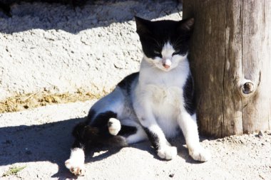 gölgeler oturan siyah beyaz kedi