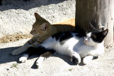 Gölgelerin içinde iki kedi uyku