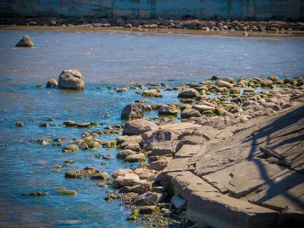 芬兰湾沿岸的鼹鼠 彼特霍夫列宁格勒地区俄罗斯 — 图库照片