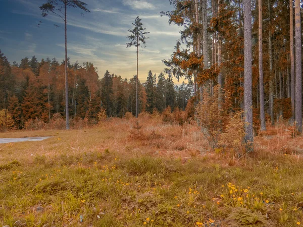 Estonia Hutan Musim Gugur Dekat Tallinn — Stok Foto