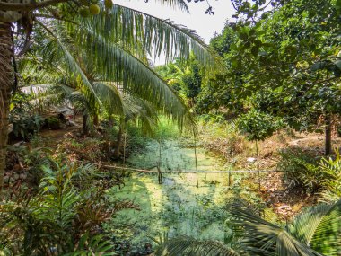 Vietnam. Mekong Deltası. Tho 'mun yanında. Mekong, Vietnam 'ın ve tüm bölgenin ana su yollarından biridir..