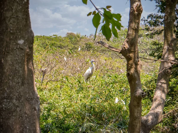 Vietnam. Mekong Deltası. Beyaz turna kuşu (