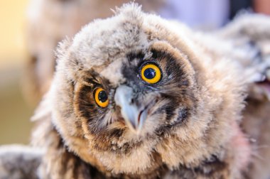 Iglesia de Santa Ana. Mesagne. Puglia. Italia