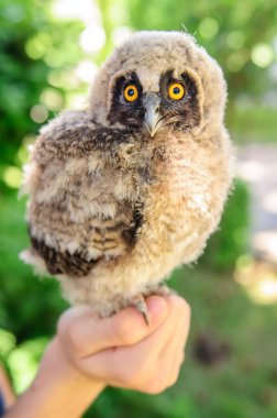 Iglesia de Santa Ana. Mesagne. Puglia. Italia