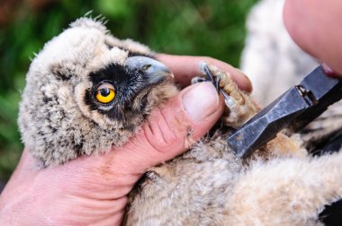 Iglesia de Santa Ana. Mesagne. Puglia. Italia