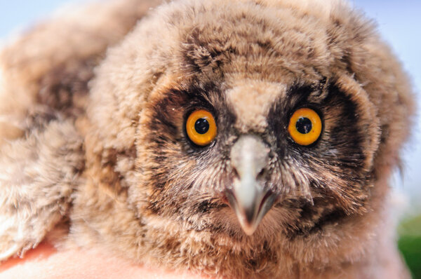 Короткоухая сова звонит
