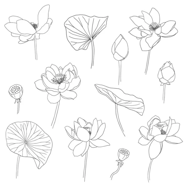Lotus Hand Drawn Set Bloomed Buds Leaves Graphic Collection Lotus — Stockový vektor