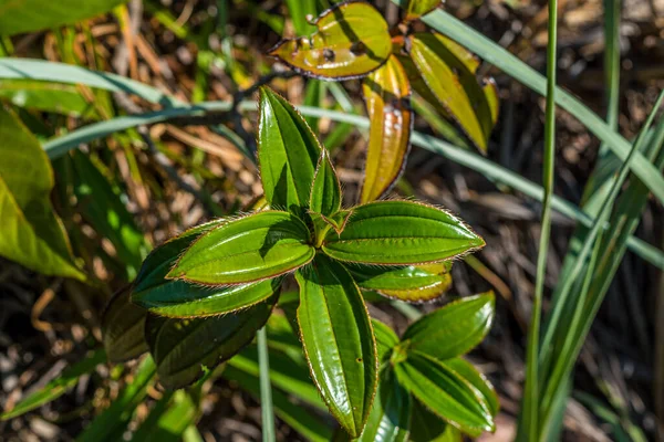 メラストマ植物 プリンセス花 レント植物の種 横に小さなとげのある滑らかな緑の葉 — ストック写真