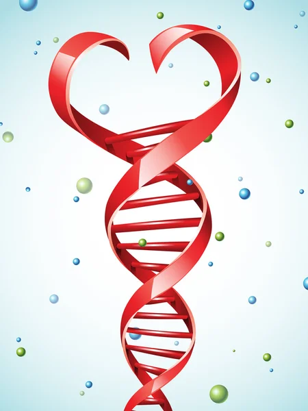 Bundel van DNA in een vorm van een hart — Stockvector