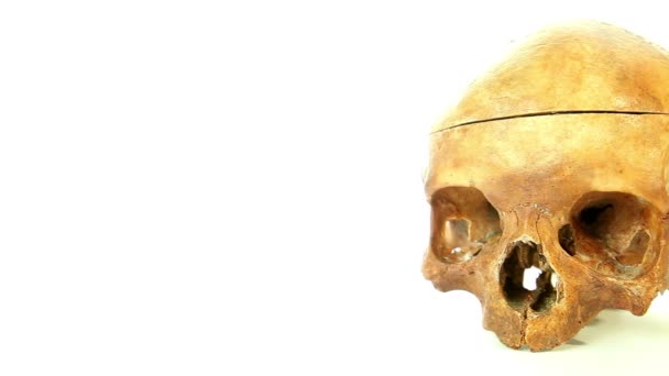 医学教育のための白い背景で隔離の人間の頭蓋骨 — ストック動画