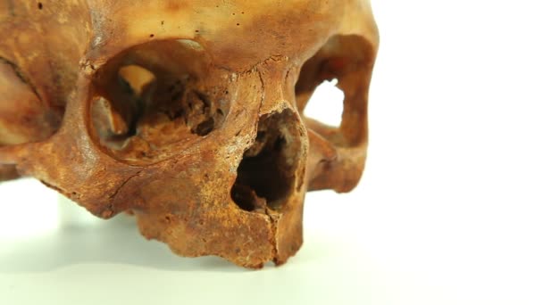 医学教育のための白い背景で隔離の人間の頭蓋骨 — ストック動画