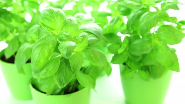 흰색 바탕에 녹색 신선한 바 질 식물 잎 — 비디오