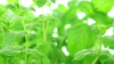 Taze nane beyaz zemin üzerine yeşil nane yaprakları