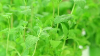 nane yaprakları, taze nane bitkiler arka plan