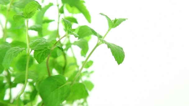 신선한 민트 배경, 그린 민트 잎 — 비디오