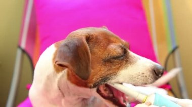 Akıllı köpek jack russell terrier fırçalama diş elektrikli diş fırçası kullanarak