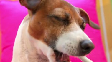 Akıllı köpek jack russell terrier fırçalama diş elektrikli diş fırçası kullanarak