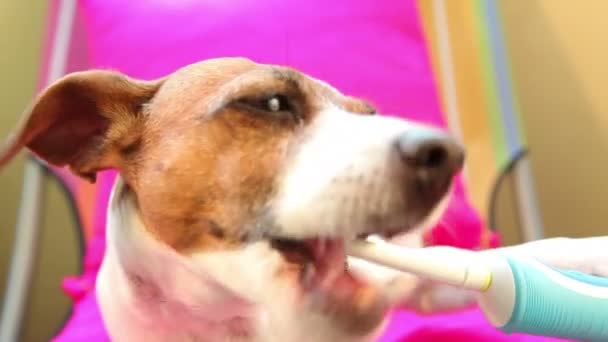 Smart hund jack russell terrier borsta tänderna med hjälp av elektrisk tandborste — Video Stock
