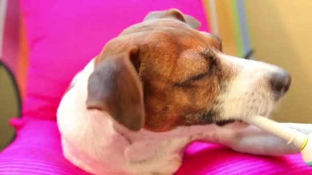 Умный собака Джек Рассел терьер чистить зубы с помощью электрической зубной щетки — стоковое видео