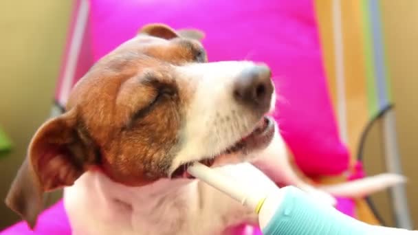 Έξυπνος σκύλος Τζακ Ράσελ τεριέ βουρτσίσματος δοντιών χρησιμοποιώντας ηλεκτρική οδοντόβουρτσα — Αρχείο Βίντεο