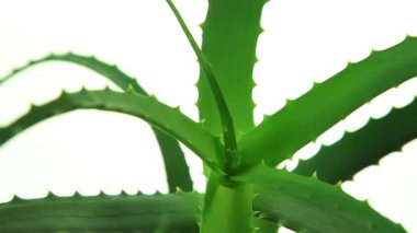 Beyaz arka plan üzerinde aloe vera bitki yaprakları